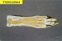 藏品(犬前肢)的圖片